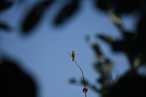 Oriental Greenfinch