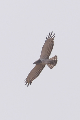 Beaudouin's Snake-Eagle