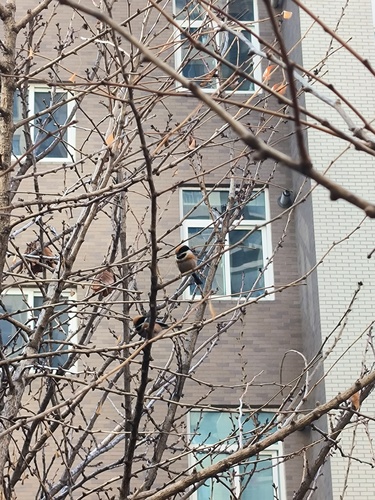 Black-throated Tit