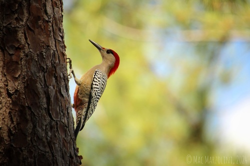 West Indian Woodpecker