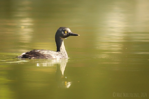 West Indian Least Grebe