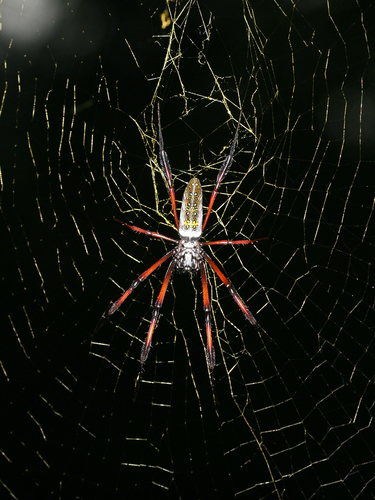 Redleg Orbweaver