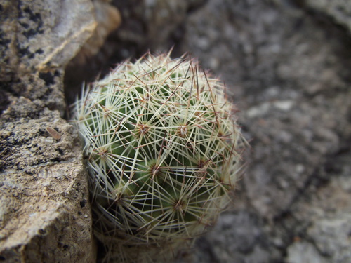 Cob Corycactus