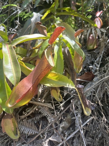 Reinwardt's pitcher-plant