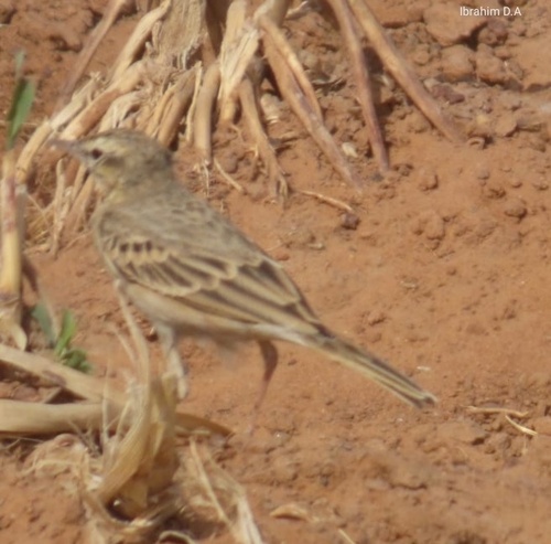 Tawny Pipit