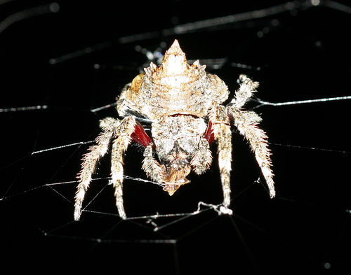 Caerostris bojani