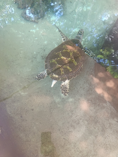 Hawksbill Sea Turtle