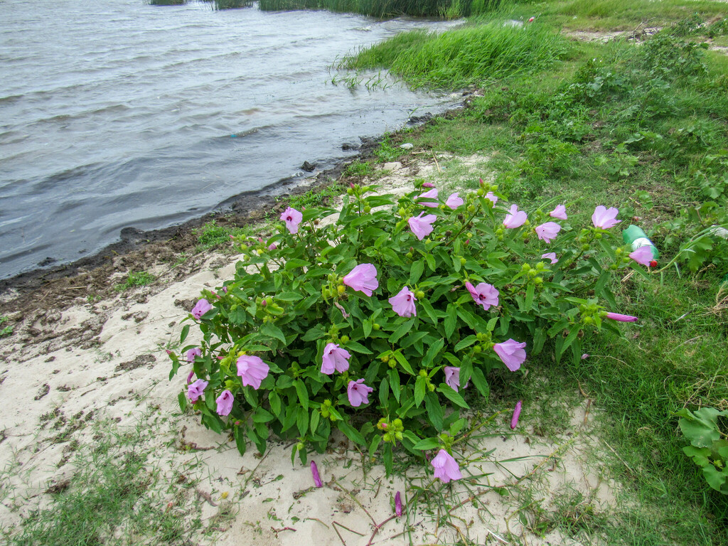 Hibiscus striatus from Rio Grande - RS, Brasil on February 25, 2024 at ...