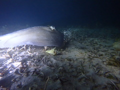 Southern stingray