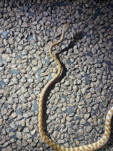 Brown Tree Snake sighting