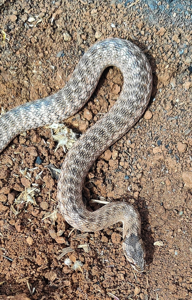 Iberian False Smooth Snake in February 2024 by Jean-Marie ANDRE ...