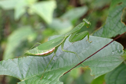Stagmomantis fraterna