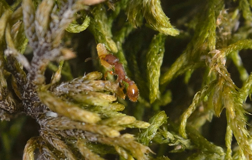 Temnothorax lagrecaiTemnothorax lagrecai