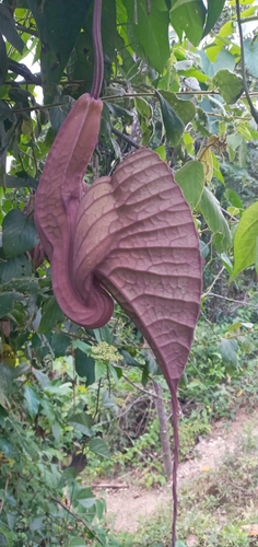 pelican flower