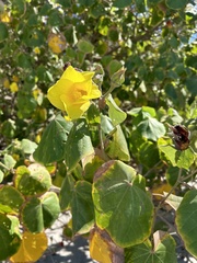 Hibiscus tiliaceus image