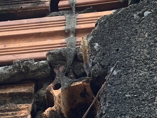 Narrow Stingless Bee