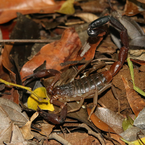 Teruelius ankarana
