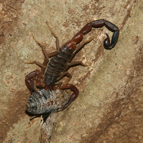 Teruelius ankarana