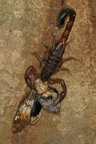 Teruelius ankarana