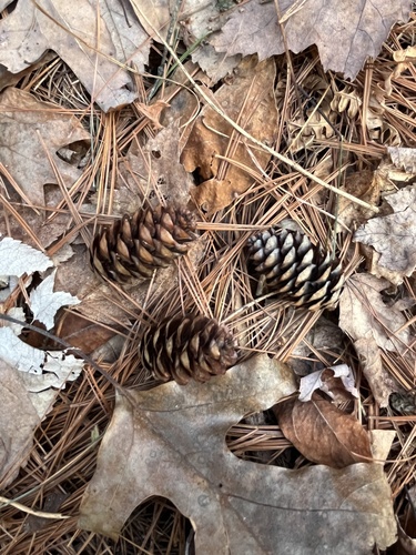 red spruce