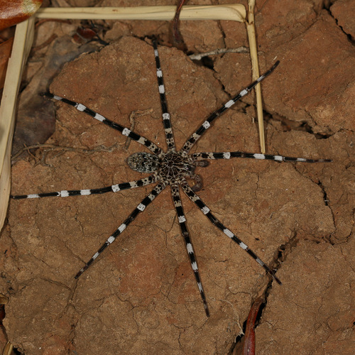 Ornamental Wandering Spider