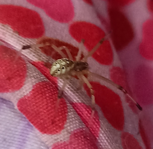 Brown Widow