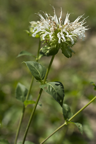 Lindheimer's Beebalm (monarda Lindheimeri) · Inaturalist Nz