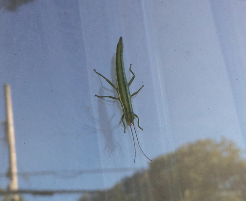 Timel Insect Subfamily Timematinae · iNaturalist