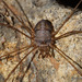 Dicranopalpus caudatus - Photo (c) Luis Lopes Silva, all rights reserved, uploaded by Luis Lopes Silva