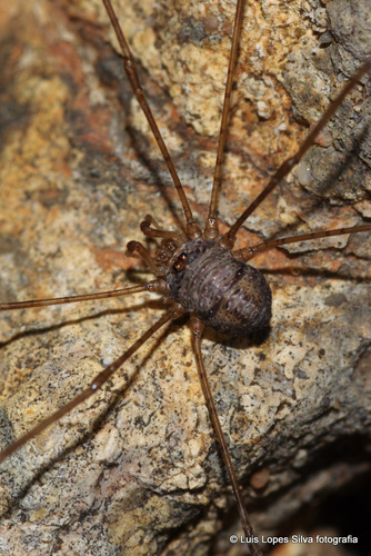 Dicranopalpus caudatus