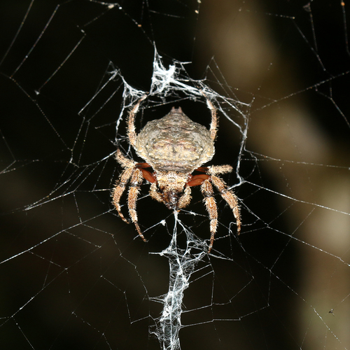 Caerostris almae