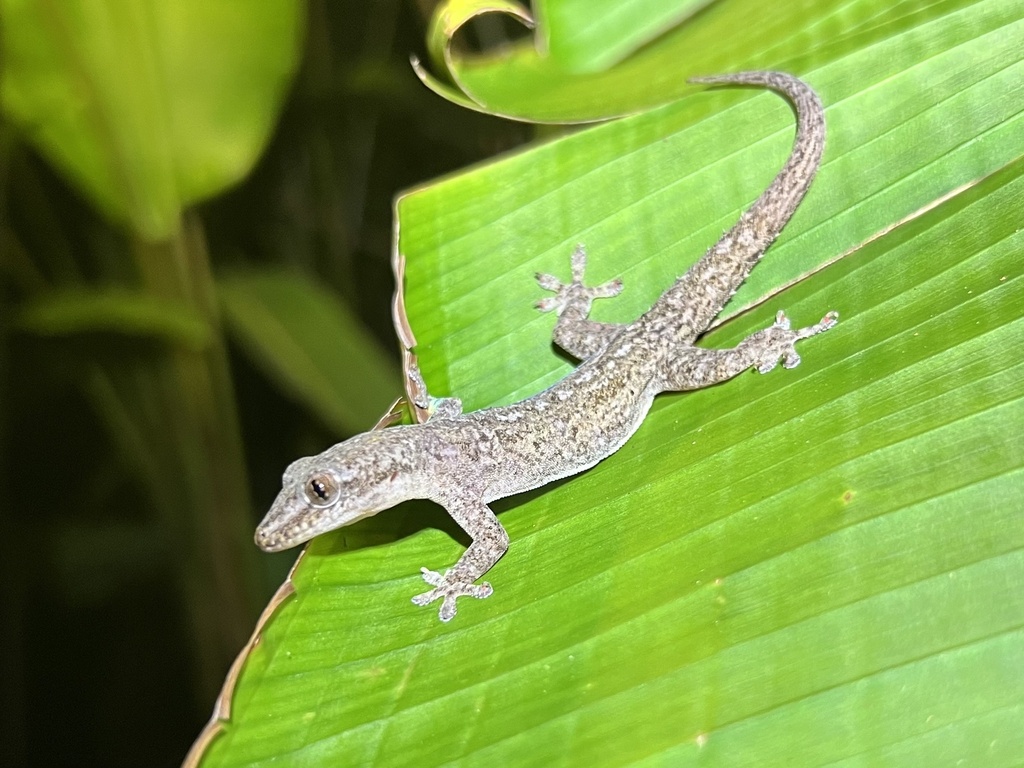 Asian House Gecko from Upala, Alajuela, CR on February 27, 2024 at 08: ...