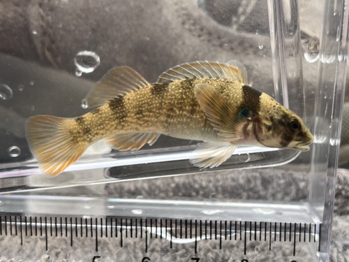 Yoke Darter