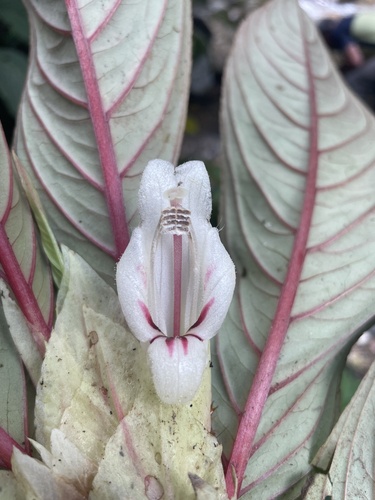 Columnea albiflora