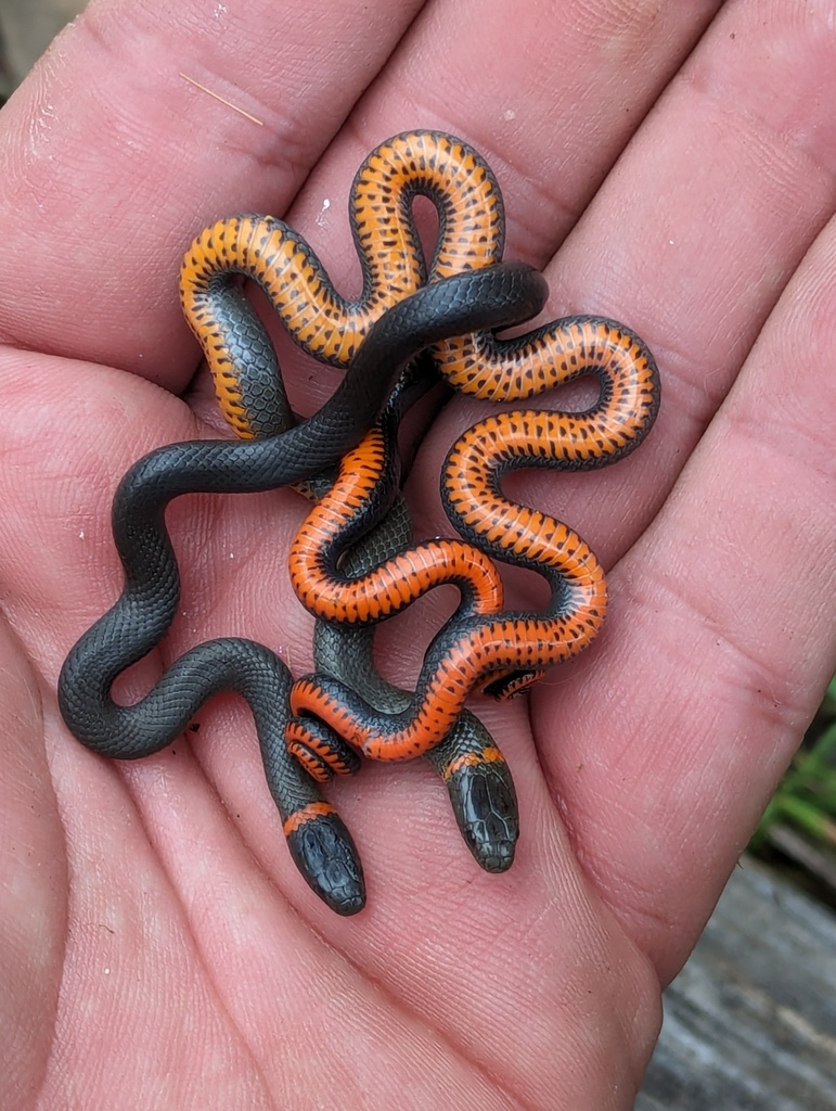 Southern Ringneck Snake Ring Necked Snake – Reptiles And Amphibians
