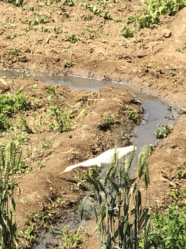 Eastern Cattle-Egret