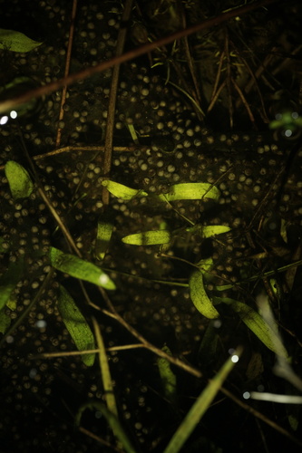 Iberian Spadefoot