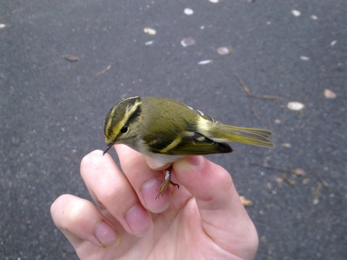 Pallas's Leaf Warbler