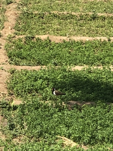 Red-wattled Lapwing