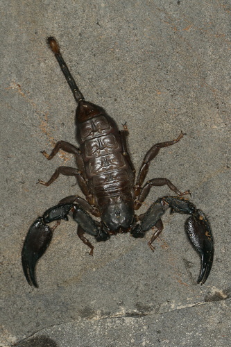 Opisthacanthus madagascariensis