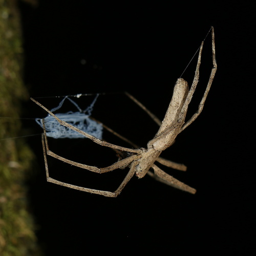 Asianopis madagascariensis