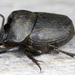 Onthophagus verticicornis - Photo (c) gernotkunz, όλα τα δικαιώματα διατηρούνται, uploaded by gernotkunz