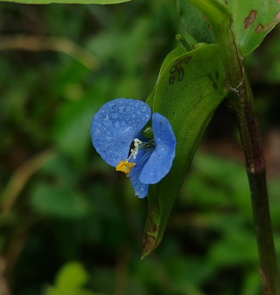 climbing dayflower from São Bento do Sul on February 25, 2024 at 11:23 ...