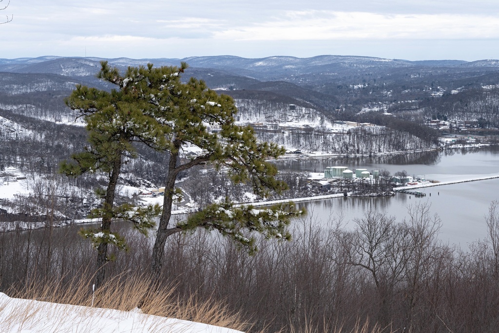 pitch pine from Bear Mountain State Park, Tomkins Cove, NY, US on