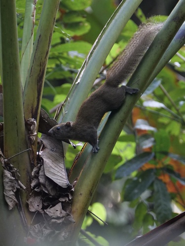 Inornate Squirrel (Callosciurus inornatus) — Least Concern Mammalia