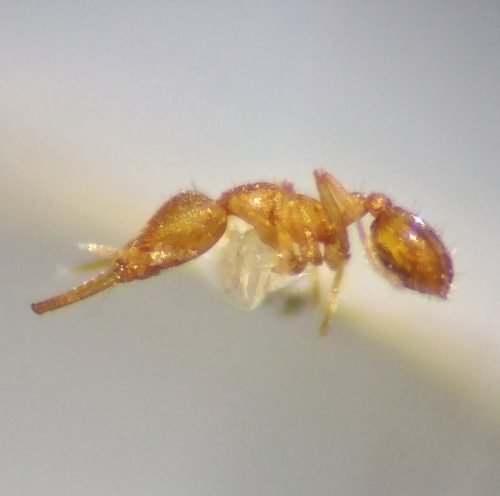 Strumigenys denticulataStrumigenys denticulata