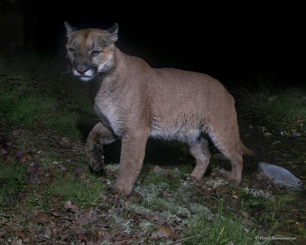 Mountain Lion (Puma concolor) · iNaturalist