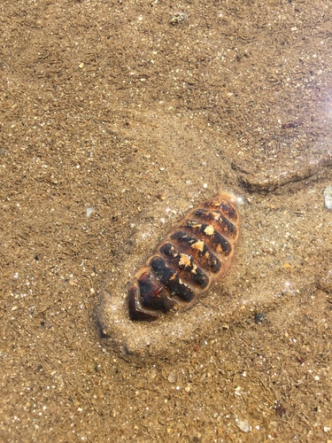 Chaetopleura angulata