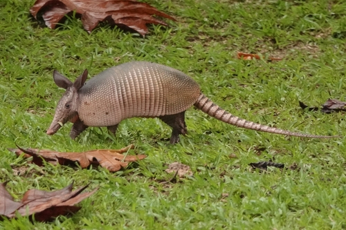 Guianan Long-nosed Armadillo (Dasypus guianensis) — Data Deficient Mammalia