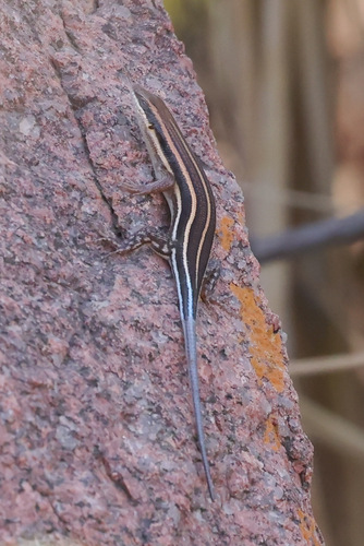 African Five-lined Skink